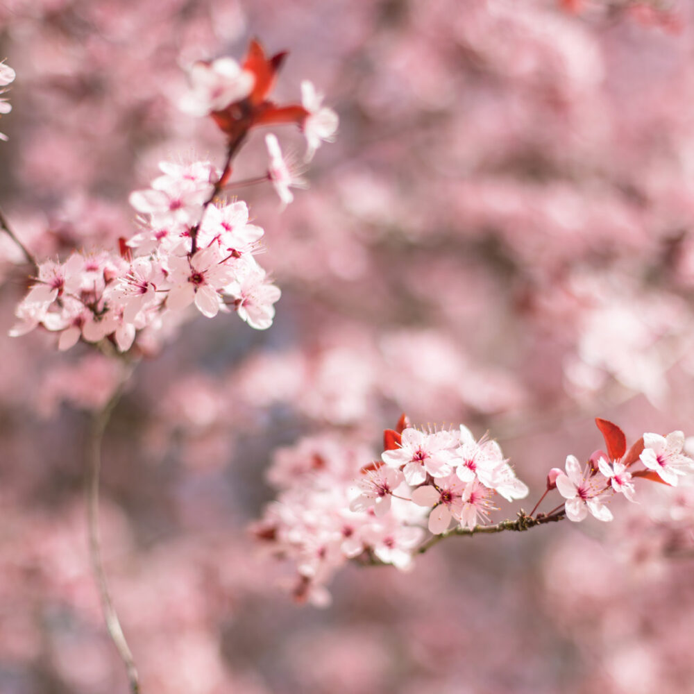 chambres dhotes chenes rouges milandes perigord noir jardin piscine 41